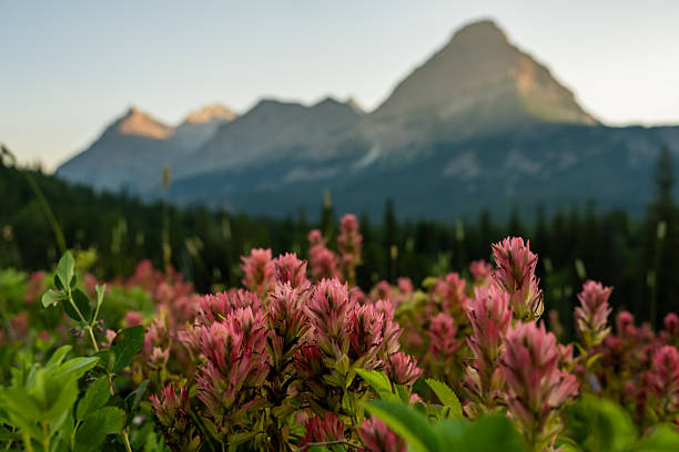 Paintbrush Bloom With Early Morning Light Beginning To Hit Cosley Ridge in Glacier National Park