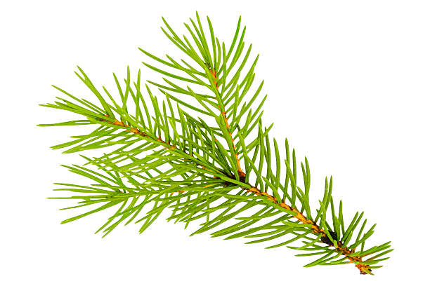 istock Spruce branch isolated on white background. Green fir. Christmas tree 2248640853