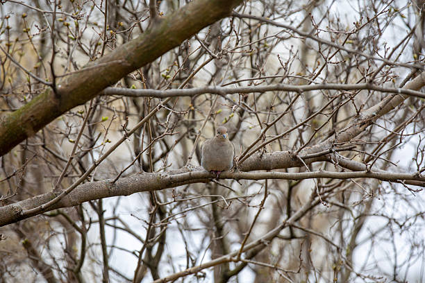 A mourning dove (zenaida macroura) perched on a branch in the winter.