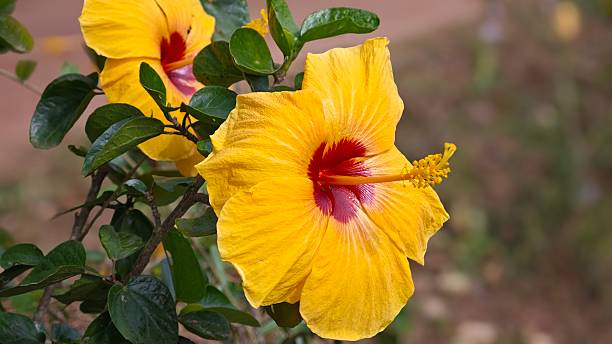 istock Hibicus, Chinese Rose or Shoe Flower. 2248643181