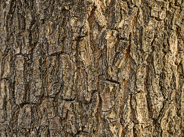 istock The bark of a tree is rough and textured 2248644667