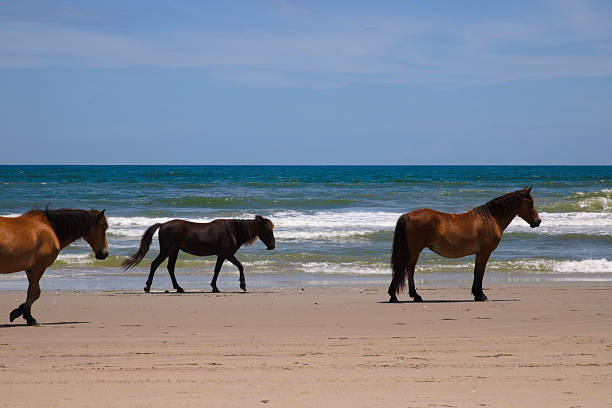 istock Three Horses Walk Along the Coastline 2248647712