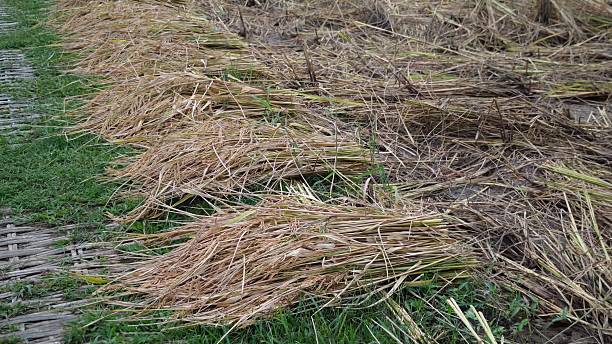istock The rice harvest. Straw hay. 2248649435