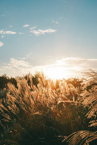 istock Panoramic View of Golden Sunset over Reed Field 2248650746