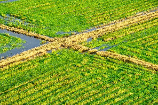 This aerial image showcases the vibrant green fields of rice, intersected by water-filled channels. The landscape reflects the beauty of rural farming practices and sustainable agriculture.