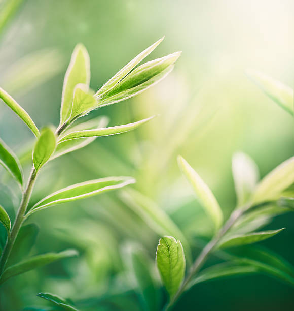 green plant stems close-up