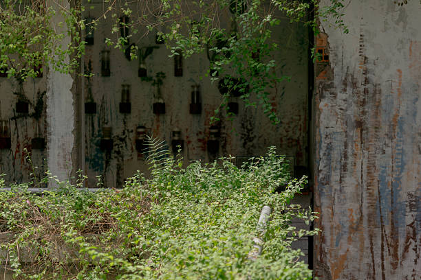 Nature reclaiming an abandoned structure, with overgrown greenery creeping through a weathered, rust-streaked wall