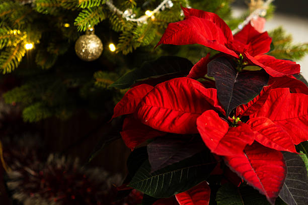 istock Red poinsettia flowers next to Christmas tree 2248658202