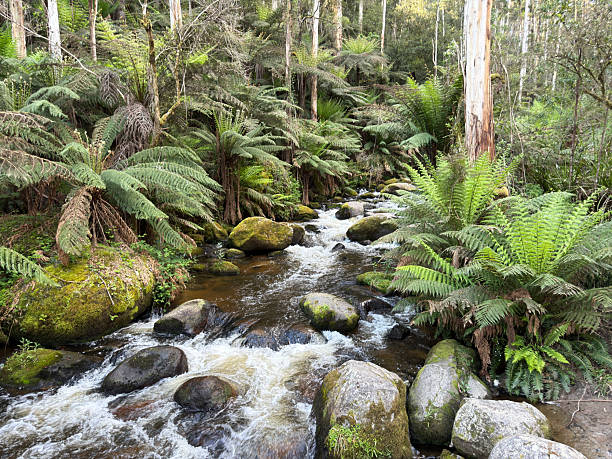 istock Rainforest ferns and river stream during November 2025 2248660469