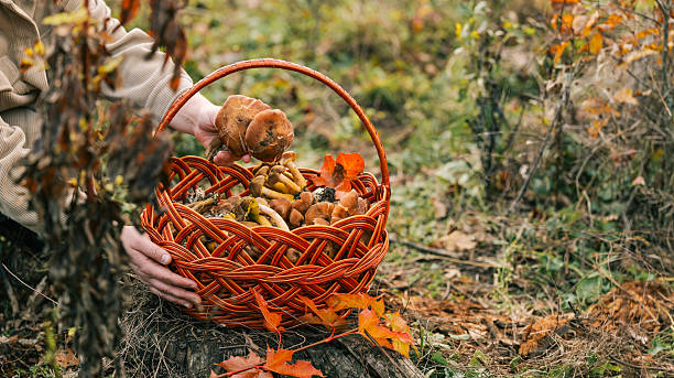 istock Foraging for wild mushrooms in autumn with a woven basket 2248660698