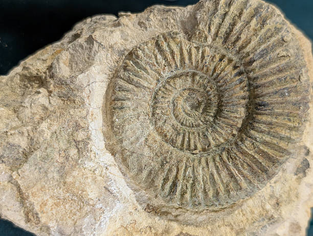 istock ammonite fossil animal 2248660960