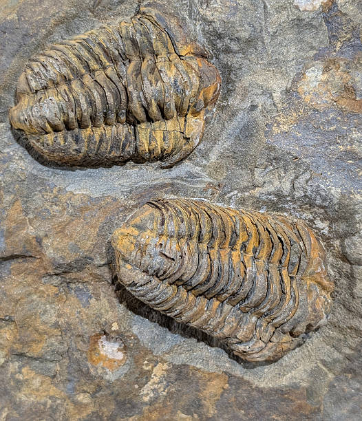 istock old trilobite fossil 2248660968