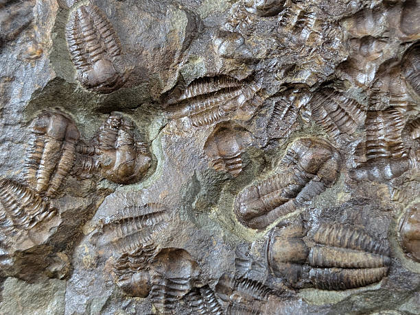 istock old trilobite fossil 2248660980