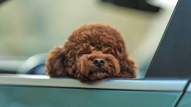 bobblehead dachshund, in german wackeldackel, on the parcel shelf in the car, a popular accessory in the 1970s, copy space, selected focus,
