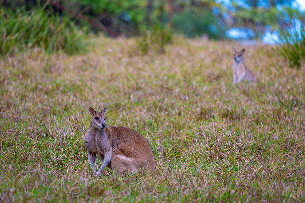 istock Two Agile Wallabies Feeding in Evening Light in Natural Habitat 2248661036