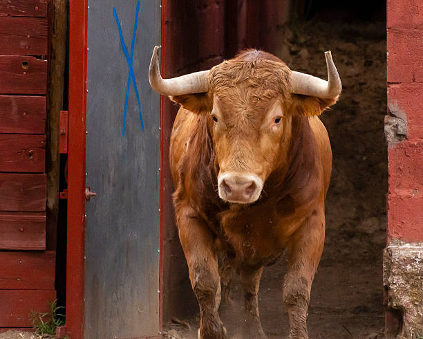 Il simbolo di Torino