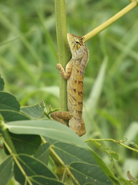 istock Yellowish-brown lizard with black spots 2248662363