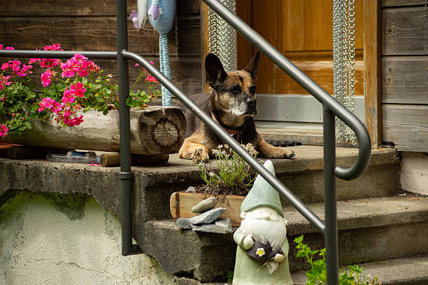 A mixed-breed guard dog lies on the concrete steps of a rustic wooden home in Switzerland. The porch is decorated with bright pink flowers and a garden gnome figurine.