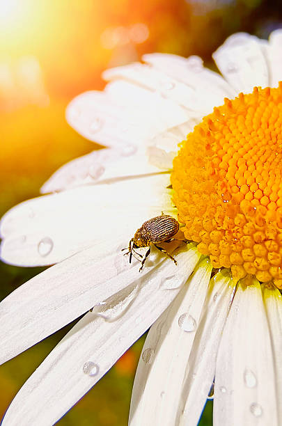 istock Insect, garden bug crawling on a white chamomile flower close-up. Vertical photography. 2248663165