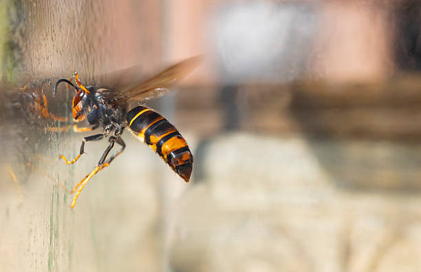 istock Asian hornet from Catalonia - portrait 2248663366