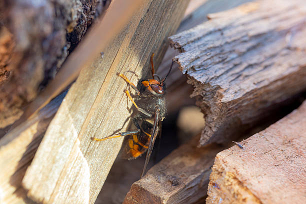 Asian hornet (Vespa velutina), also known as the yellow-legged hornet or Asian predatory wasp, is a species of hornet indigenous to Southeast Asia. It is of concern as an invasive species in European countries like France or Spain.