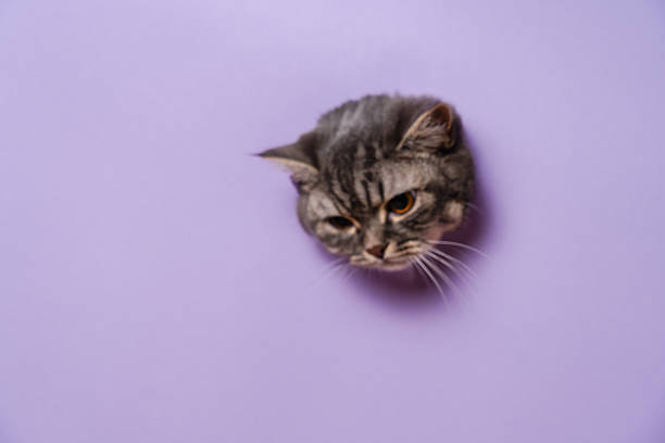 istock Cool view on funny grey cat with lilac background 2248663462