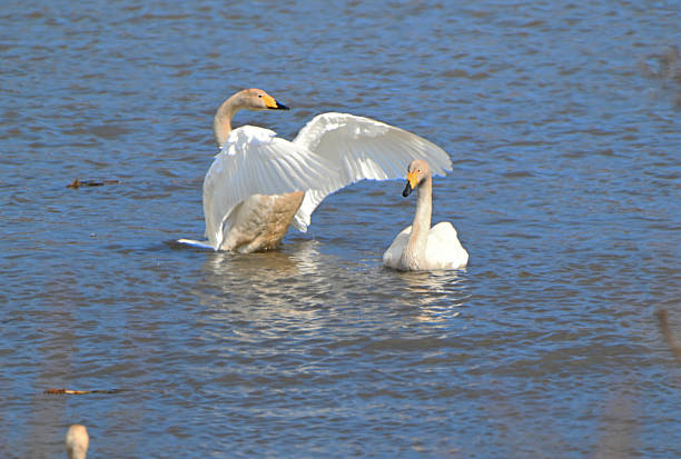 A whooper swan flapping its wings over the surface of a river in the Tokachi Plain during its spring migration.