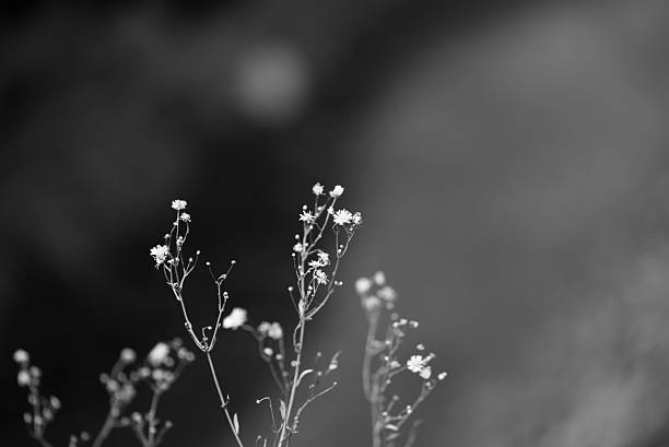 Delicate dried buds standing against a soft blurred background, capturing a quiet moment in minimalist black-and-white nature.