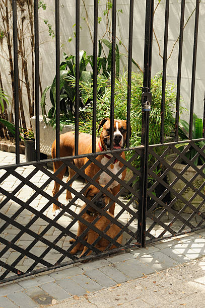 istock dogs inside the iron fence door 2248665668