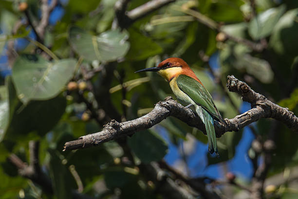 istock Profile of Chestnut-headed Bee-eater against green foliage 2248666845