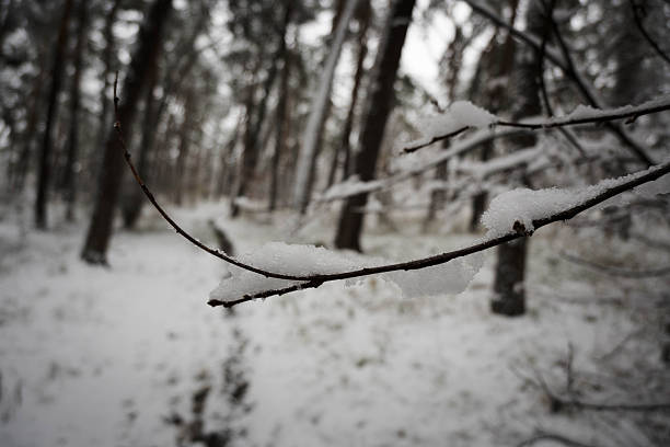 Tree branches covered with heavy wet snow, winter weather.