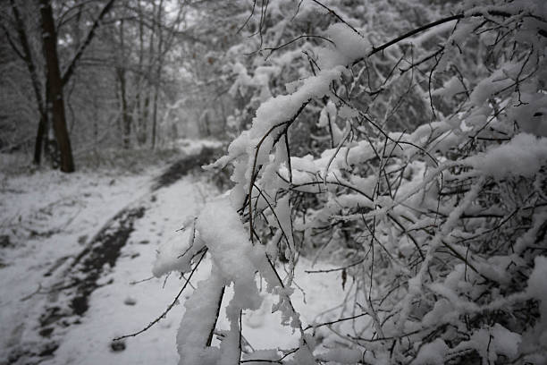 Tree branches covered with heavy wet snow, winter weather.