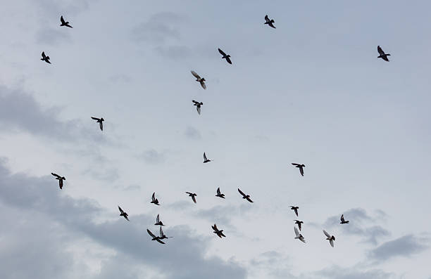 istock A flock of birds flying in the sky 2248669268