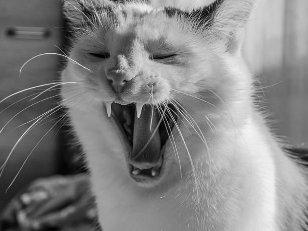 Domestic cat close-up view