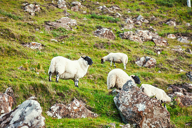 Group of Scottish Blackface sheep grazing on a rocky hillside in the highlands, symbolizing traditional farming, rugged nature, and rural life in Scotland
