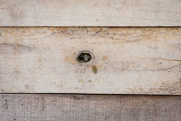 Close-up of wooden planks with a hole indicating wood-boring insect activity