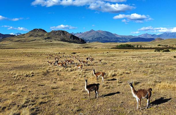 istock Guanacos in Patagonian landscape under blue sky. 2248671741