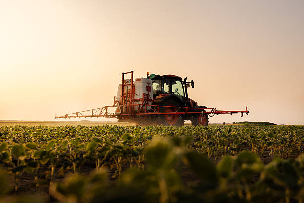 The tractor spraying soy at sunset in a lush green field.