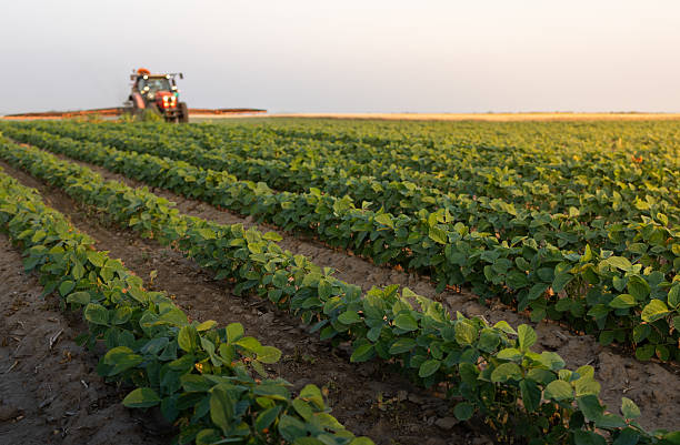 istock Tractor spraying crops in a lush green field at sunset. 2248672674
