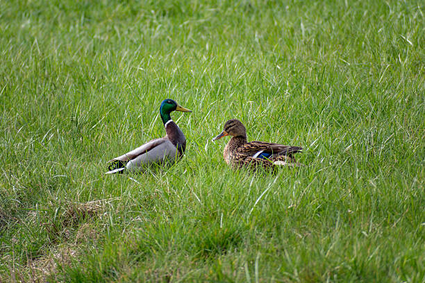 istock Ducks outdoors near a body of water 2248673963