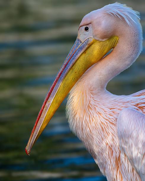 istock Vibrant Pelican Close-Up 2248675218