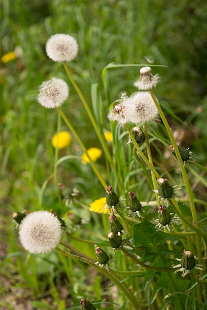 Yellow and white dandelion flowers in a green grass meadow