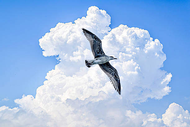 Seagull Flying in a Cloudy Blue Sky, nature