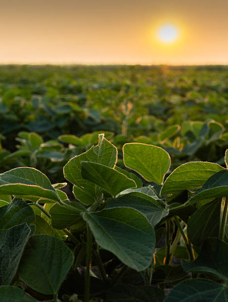 istock Sunrise in soybean field.AI generated image. 2248676001