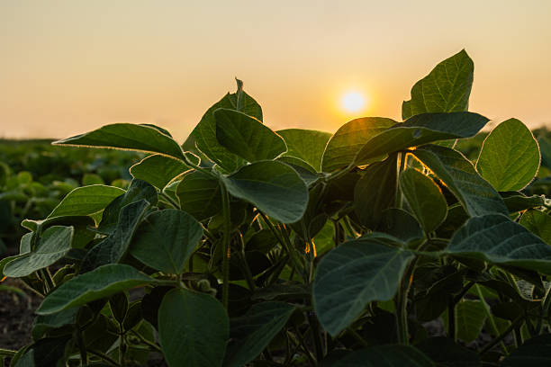 istock Sunrise in soybean field.AI generated image. 2248676006