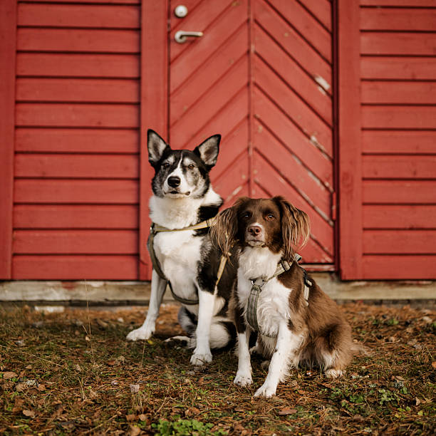 Two cute mixed breed dogs outdoors in front of red facade