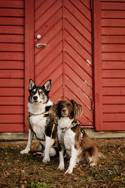 Two cute mixed breed dogs outdoors in front of red facade
