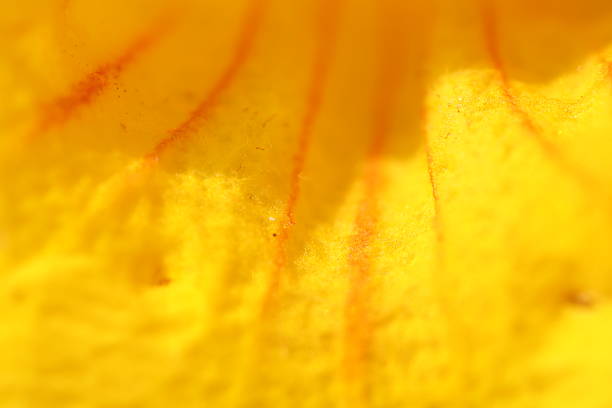 An extreme close-up view of the petal of a tulip.  This view creates a rich texture with many lines and colors.  Starting at the top left corner of the image and traveling down towards the bottom right corner, the leaf is yellow.  In the center of the image, the yellow splits and a dark pink area starts.  This dark pink color starts again just to the right of the yellow on the right side of the image, getting lighter as it goes.  The left side of the image is a yellow and pink combination, each line showing a different color.