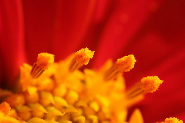 Closeup of a flower nature background, macro flower