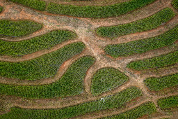 istock Aerial View of Rice Terraces and Green Paddy Field Patterns 2248676696
